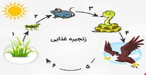  پاورپوینت زنجیره غذایی و شبکه غذایی