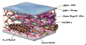 پاورپوینت خلاصه کتاب فیزیولوژی اعصاب و غدد دکتر حائری